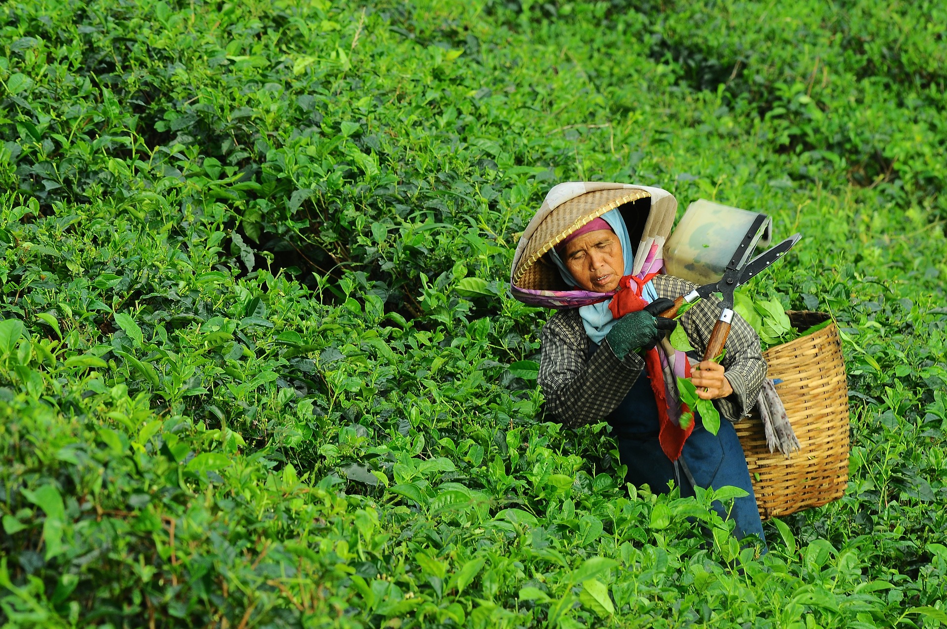 farmer